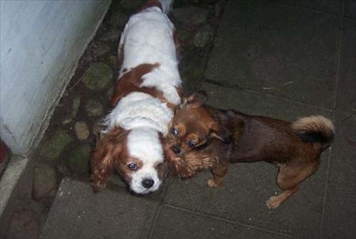 Cavalier king charles spaniel Ronja - Lilly havde en svaghed for at bide og ruske i Ronjas ører. Ronja fandt sig bare i det, men man kunne tydeligt se at hun ikke nød det  billede 16