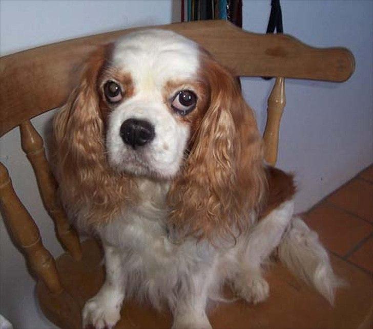Cavalier king charles spaniel Ronja - Ronja med sine triste spaniel-øjne billede 4