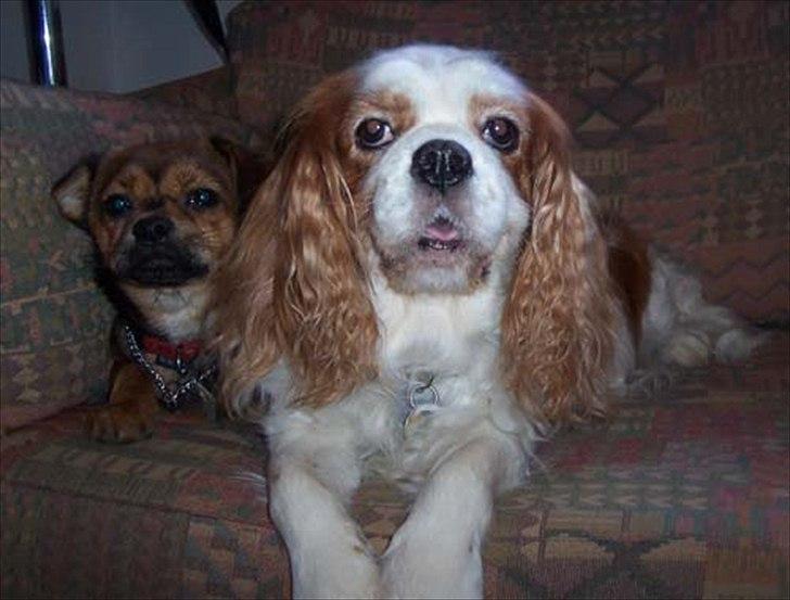 Cavalier king charles spaniel Ronja billede 18