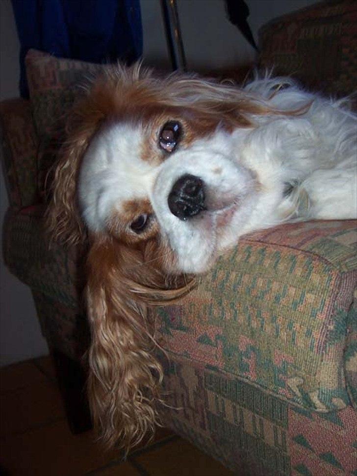 Cavalier king charles spaniel Ronja billede 19
