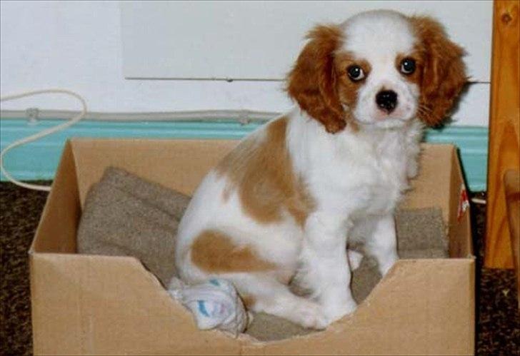 Cavalier king charles spaniel Ronja - Ronja som lille hvalp. Lang tid før jeg fik hende.  billede 8
