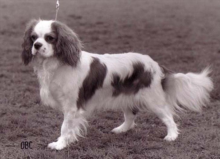 Cavalier king charles spaniel Ronja - Ronja døde d. 4. december 2004 billede 1