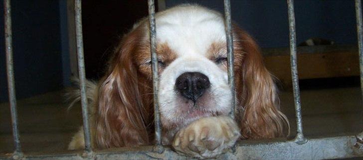 Cavalier king charles spaniel Ronja - Et af de sidste billeder jeg tog af Ronja. Dette skulle bruges til et sørgeligt hundedigt om internatshunde.  billede 5