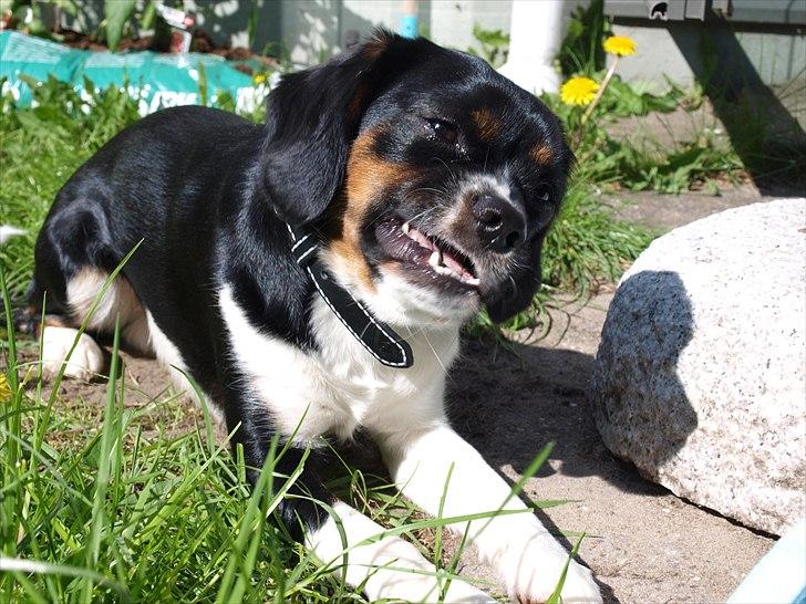 Blanding af racer Leopold - **NYT** Leopold 1 år - maj måned 2011 - Mr. Charming.. :D billede 1