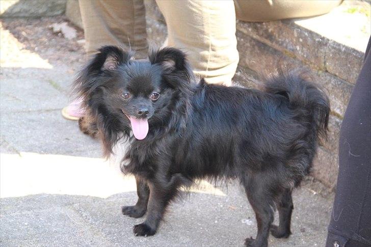 Chihuahua Miklo billede 19