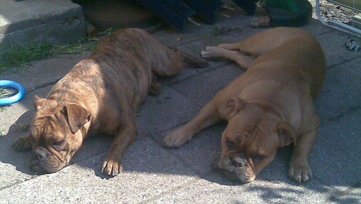 Olde english bulldogge Bullgaards Emma billede 14