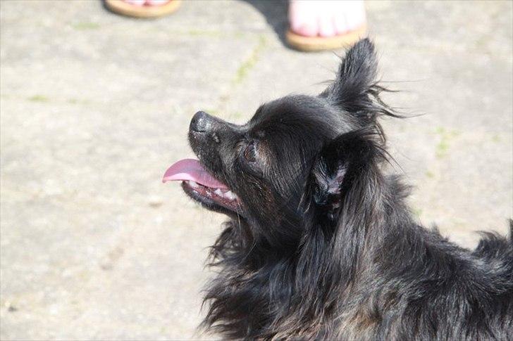 Chihuahua Miklo billede 20