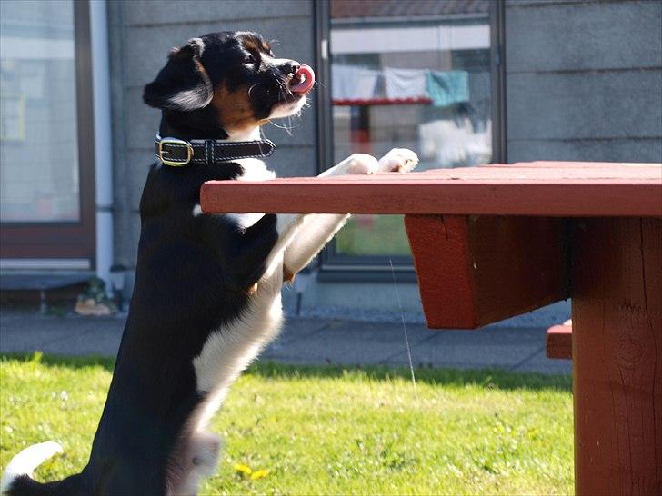 Blanding af racer Leopold - **NYT** Leopold 1 år - maj måned 2011 - Hvaaa... er der noget deroppe? billede 2