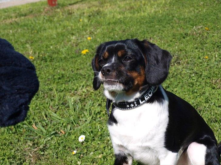 Blanding af racer Leopold - **NYT** Leopold 1 år - maj måned 2011 - flotte fyr! Med nyt fint halsbånd..  billede 3