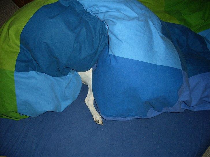 Dansk svensk gaardhund Basse - Gå nu væk, jeg sover..., du kan tage et billede af mit frække ben!! billede 17