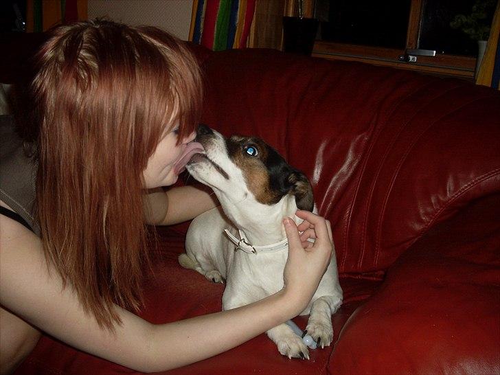 Dansk svensk gaardhund Basse - Mmmm, elsker kys!! :) billede 18