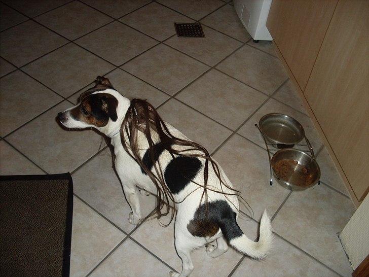 Dansk svensk gaardhund Basse - Aaaaarrrrgggg, har fået hår på ryggen!!! :O billede 19