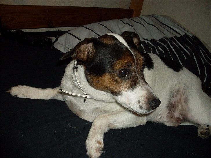 Dansk svensk gaardhund Basse - Jeg lader bare som ingenting, jeg var ihvertfald IKKE ved at lave noget billede 20