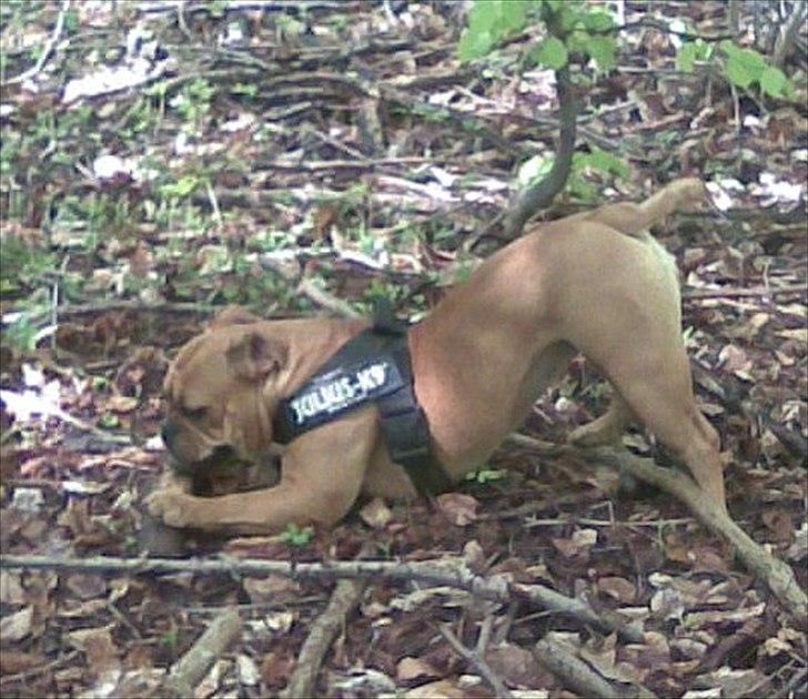Olde english bulldogge Bullgaards Emma billede 5