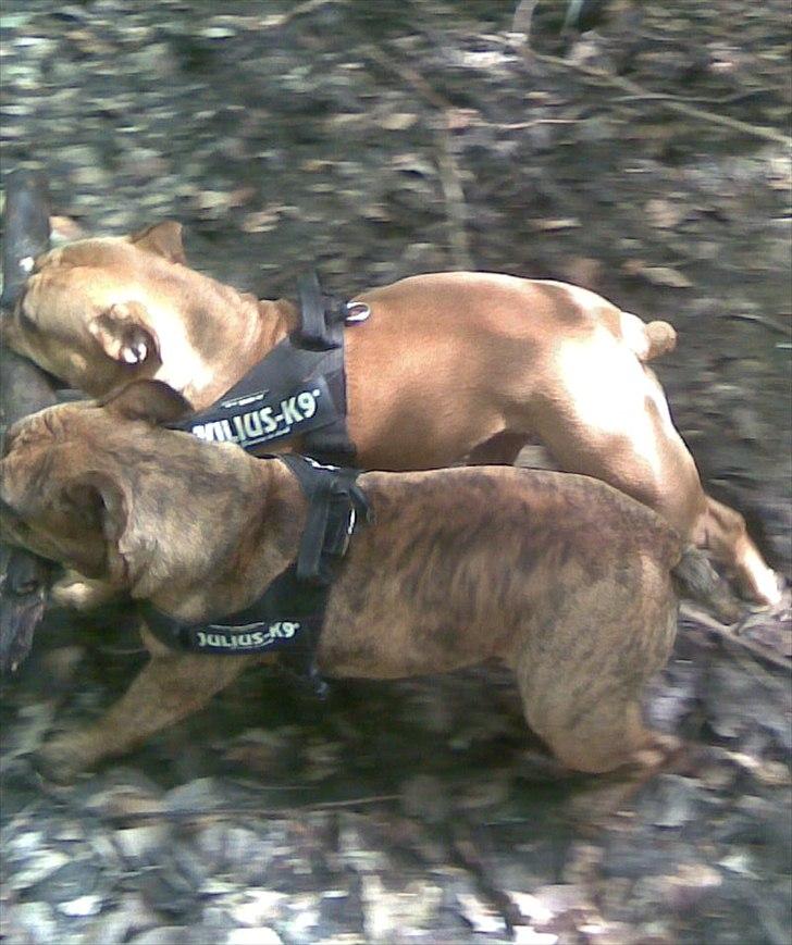 Olde english bulldogge Bullgaards Emma billede 15