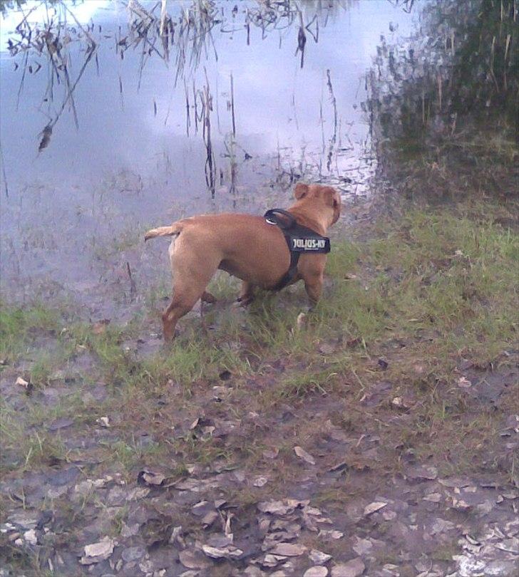 Olde english bulldogge Bullgaards Emma billede 16