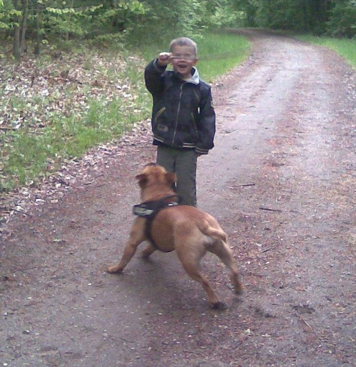 Olde english bulldogge Bullgaards Emma billede 17