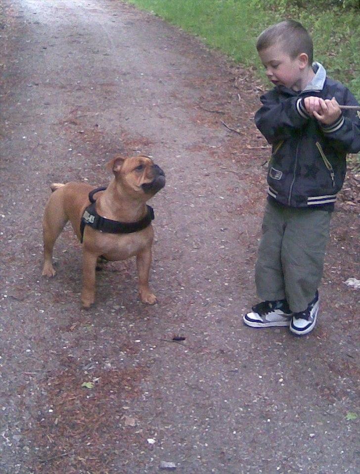 Olde english bulldogge Bullgaards Emma billede 6