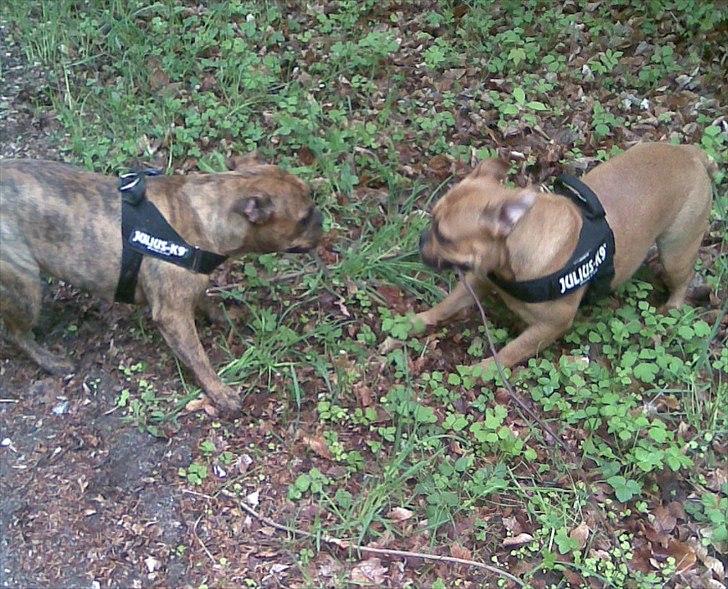 Olde english bulldogge Bullgaards Emma billede 18