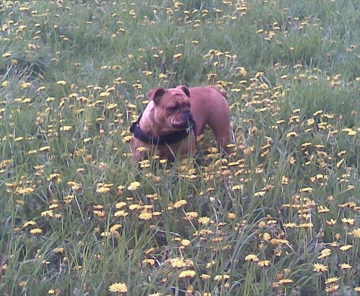 Olde english bulldogge Bullgaards Emma billede 4