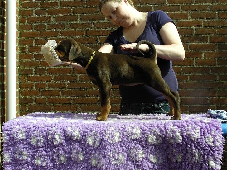 Dobermann Brown Chief Ayden - Ayden 8 uger billede 11