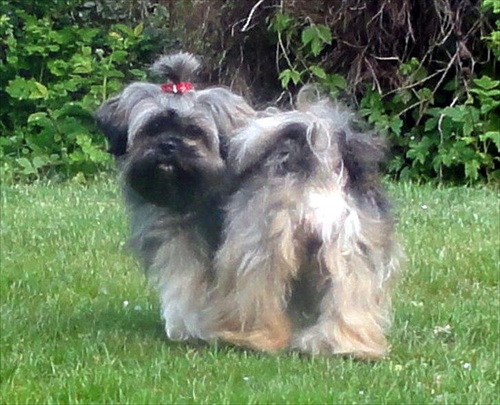 Lhasa apso Seng Tru heaven´s Asha billede 3