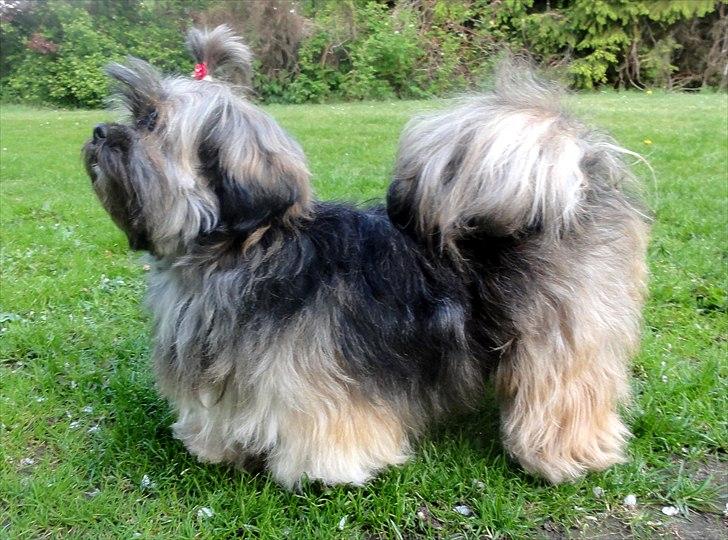 Lhasa apso Seng Tru heaven´s Asha - Lhasa Apso Asha billede 1