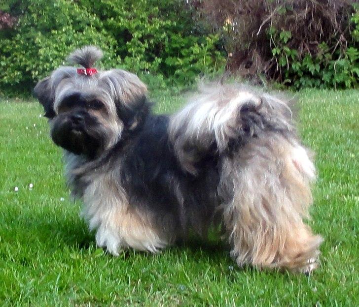 Lhasa apso Seng Tru heaven´s Asha billede 2