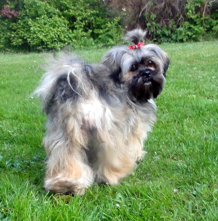 Lhasa apso Seng Tru heaven´s Asha billede 4