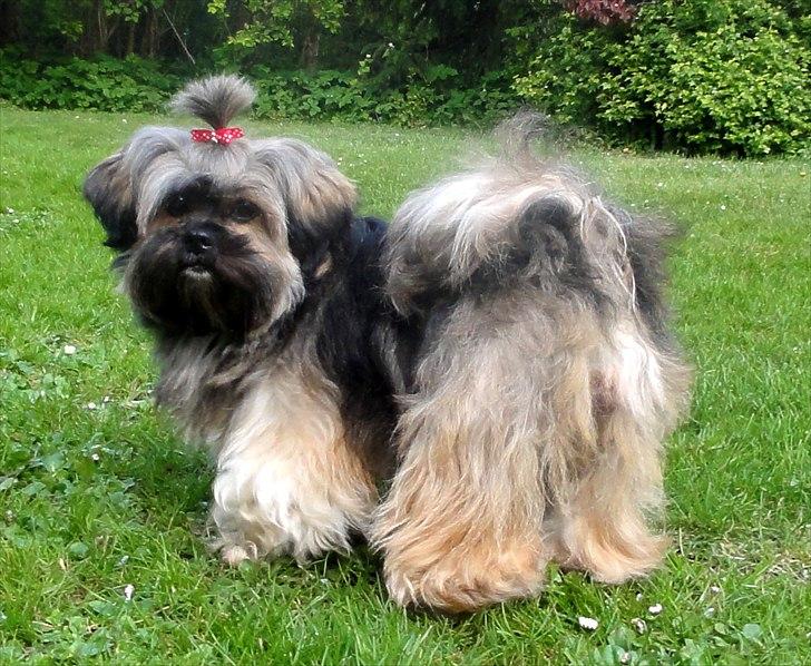 Lhasa apso Seng Tru heaven´s Asha billede 5