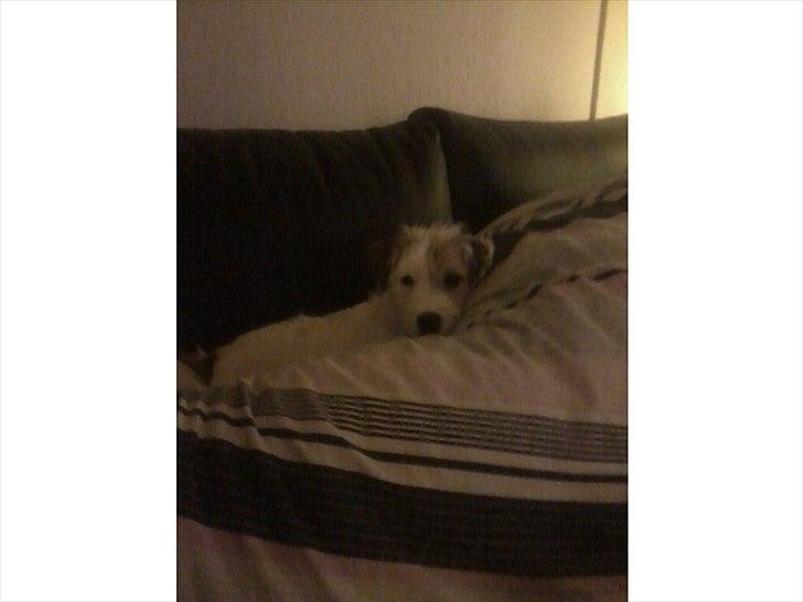 Parson russell terrier Cudweed´s Kiss Of An Angel (soya) billede 7