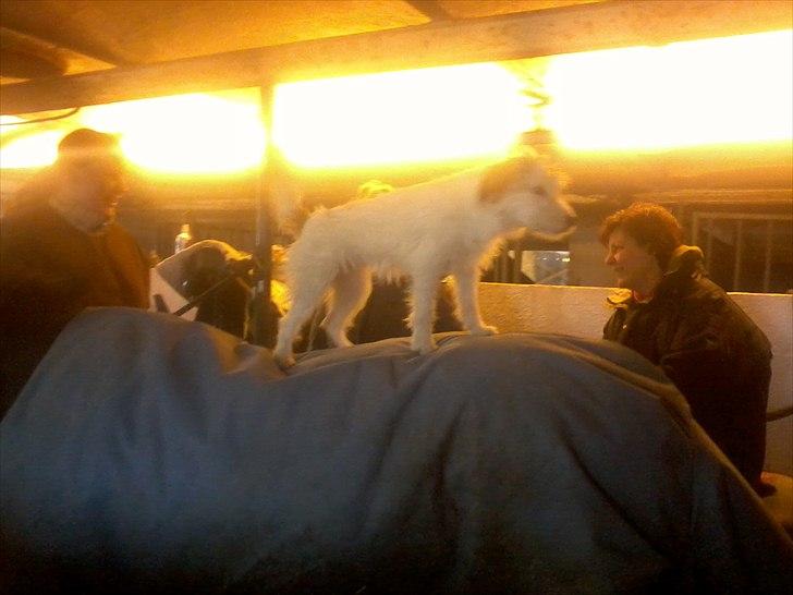 Parson russell terrier Cudweed´s Kiss Of An Angel (soya) - Soya står på ryggen af min pony:) billede 10