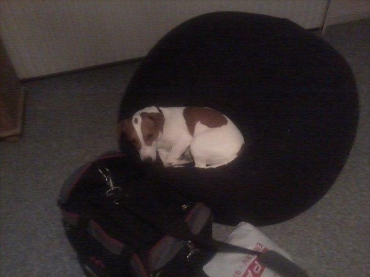 Dansk svensk gaardhund Max billede 5