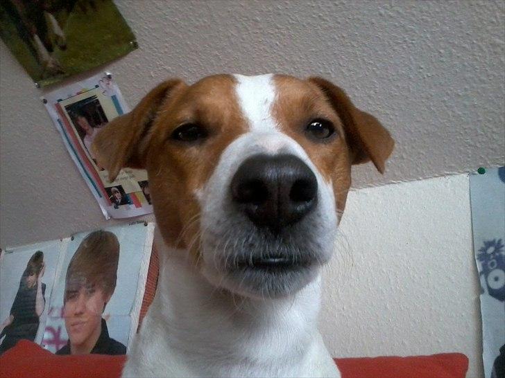 Dansk svensk gaardhund Max billede 6