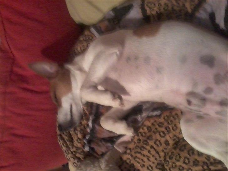 Dansk svensk gaardhund Max billede 7