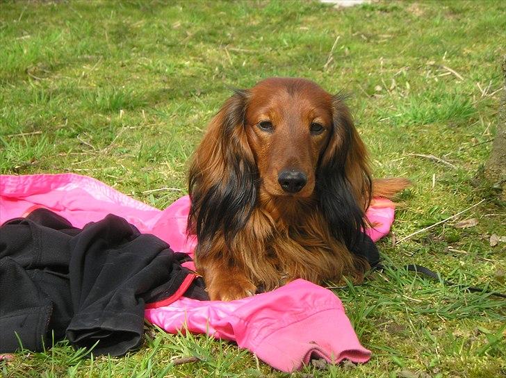 Gravhund Gustav billede 17