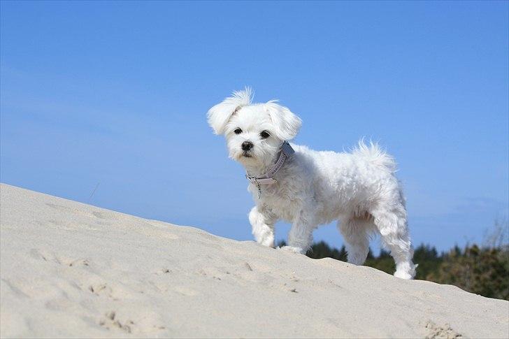 Malteser Carla billede 19