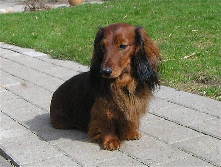 Gravhund Gustav billede 18