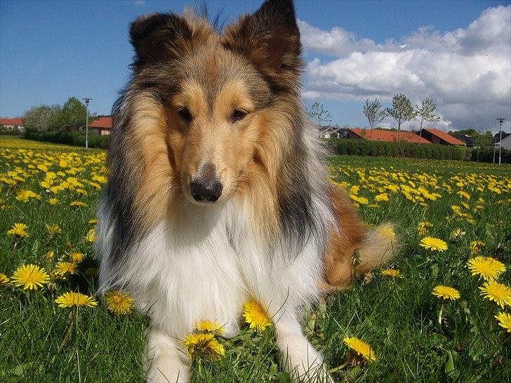 Shetland sheepdog Oscar aka. Vaps - Oscar i mælkebøtterne. Foråret 2011 billede 4
