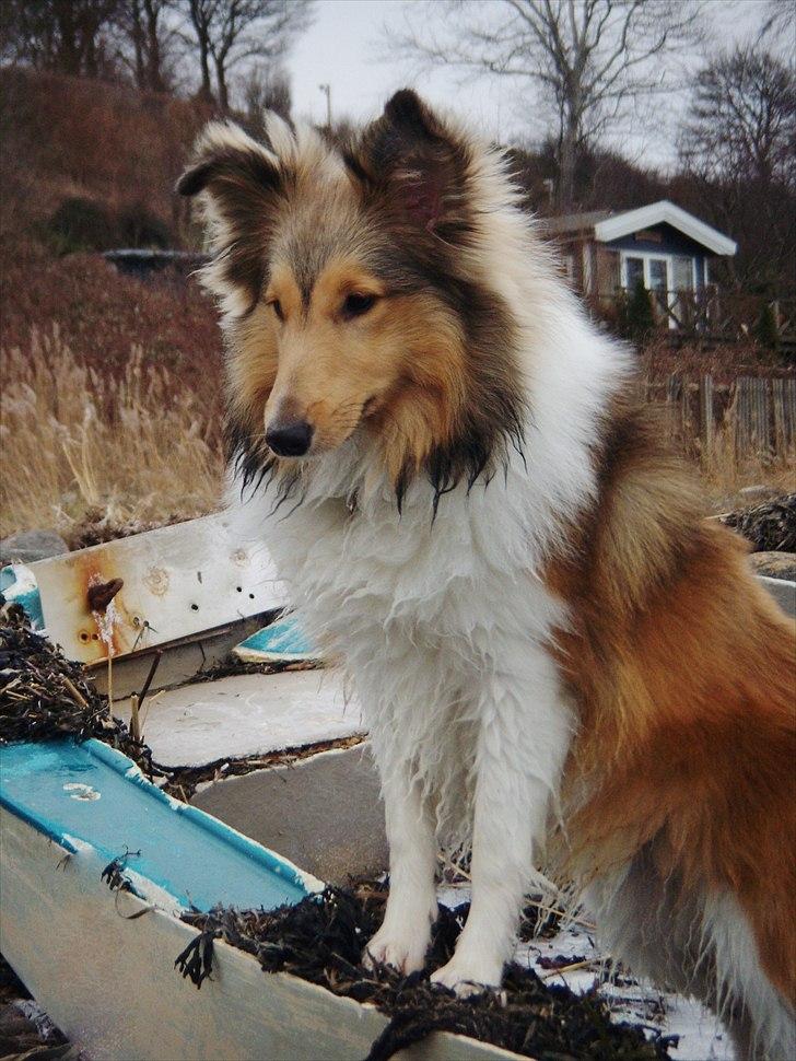 Shetland sheepdog Oscar aka. Vaps - Oscar på Ejbystrand vinter 2011 billede 3
