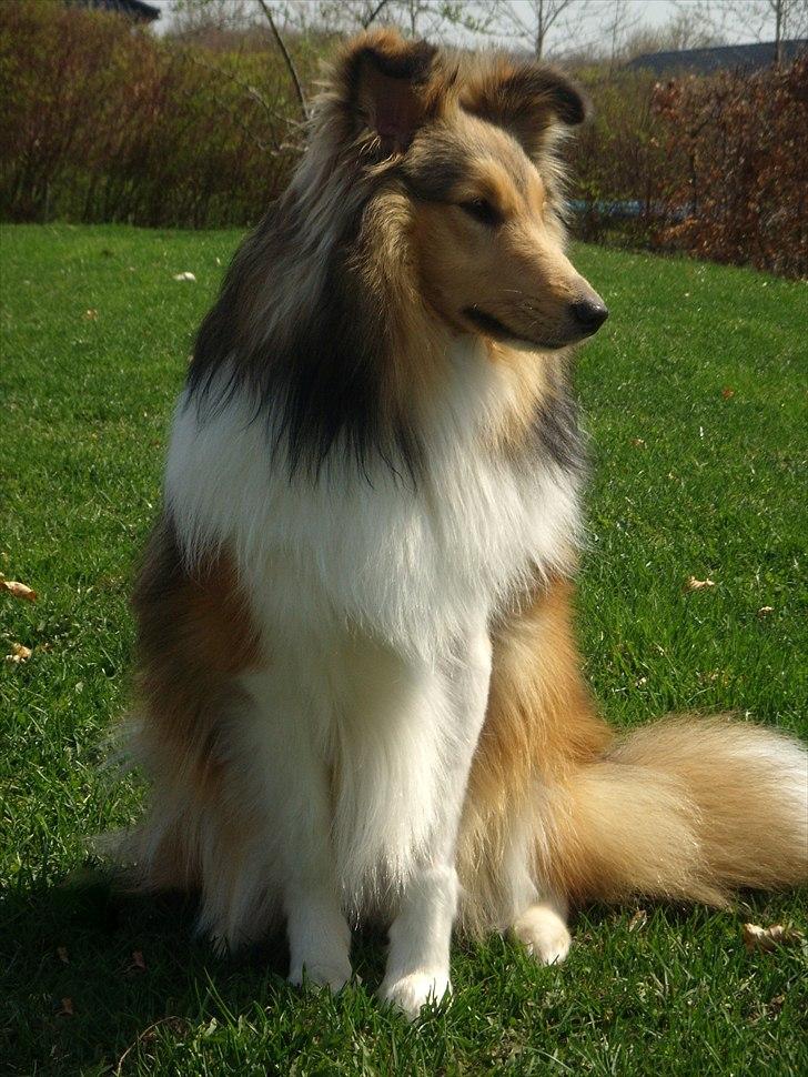 Shetland sheepdog Oscar aka. Vaps - hund eller ræv?  billede 9