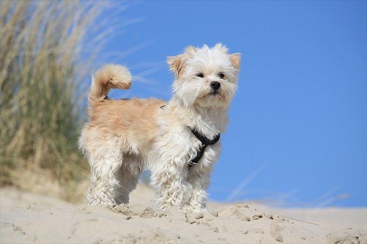 Blanding af racer Noah billede 28