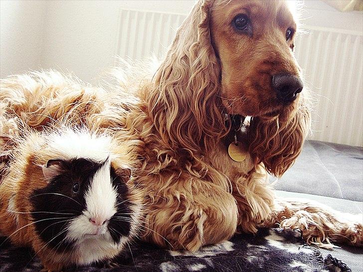 Cocker spaniel Diesel billede 12