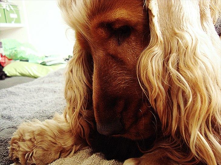 Cocker spaniel Diesel billede 13