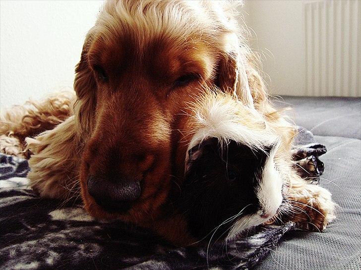 Cocker spaniel Diesel billede 14