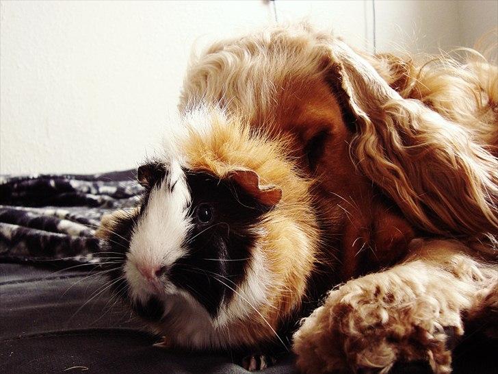 Cocker spaniel Diesel billede 15