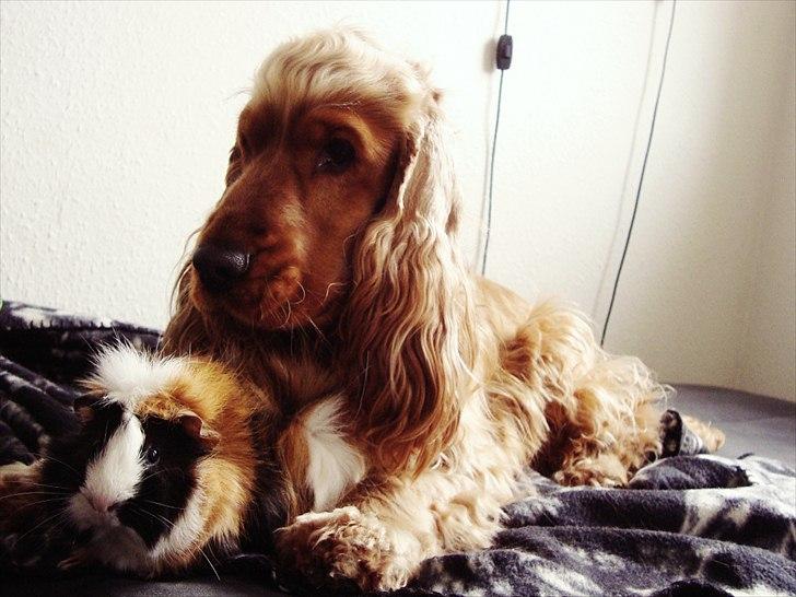 Cocker spaniel Diesel billede 16