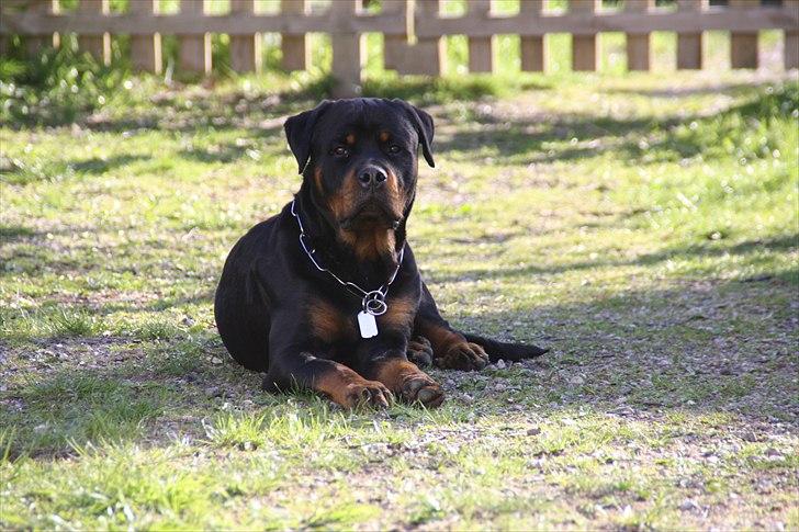 Rottweiler Barni - 11 mdr, Barni to dage før hans 1 årige fødselsdag billede 12