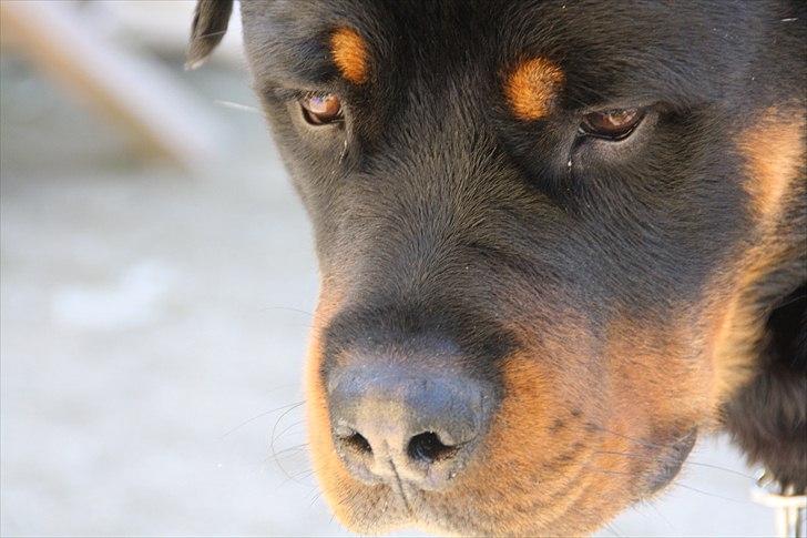 Rottweiler Barni - 11 mdr billede 19
