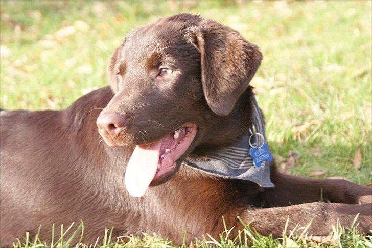 Labrador retriever Cody billede 1